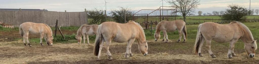Finebacken Fjordhästar